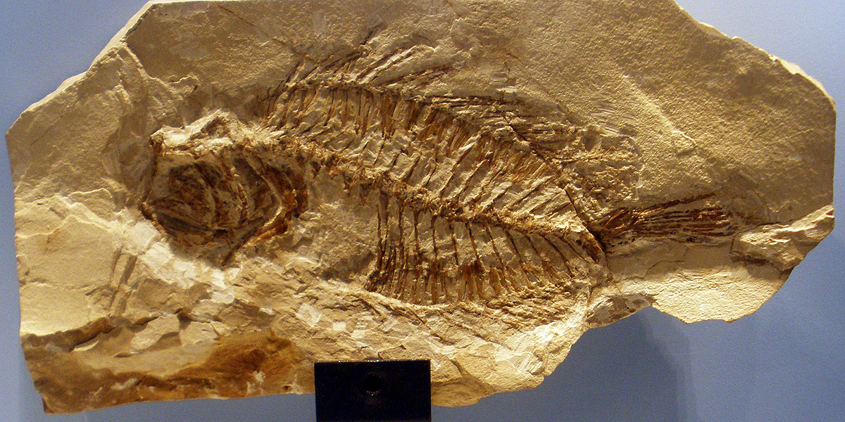 Fossil von Lehman Ichthys lessiniensis im Fossilienmuseum Monte Bolca - Autor: Ghedoghedo (bearbeitet)